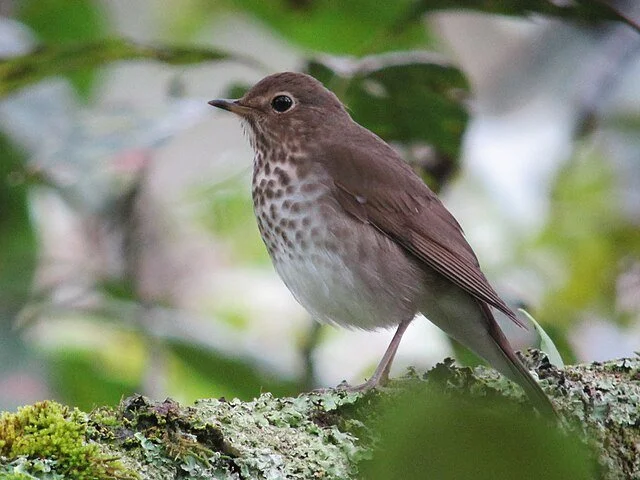 Swainson's_Thrush_Catharus_ustulatus_(6504639691).jpg
