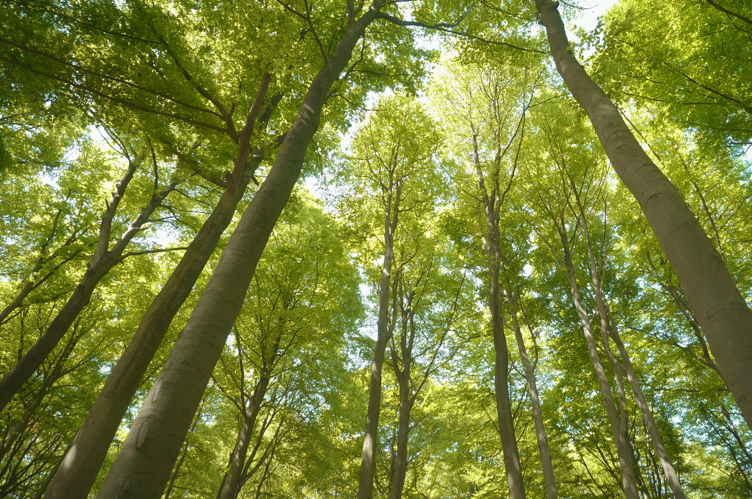 Versterking van natuur en landschap