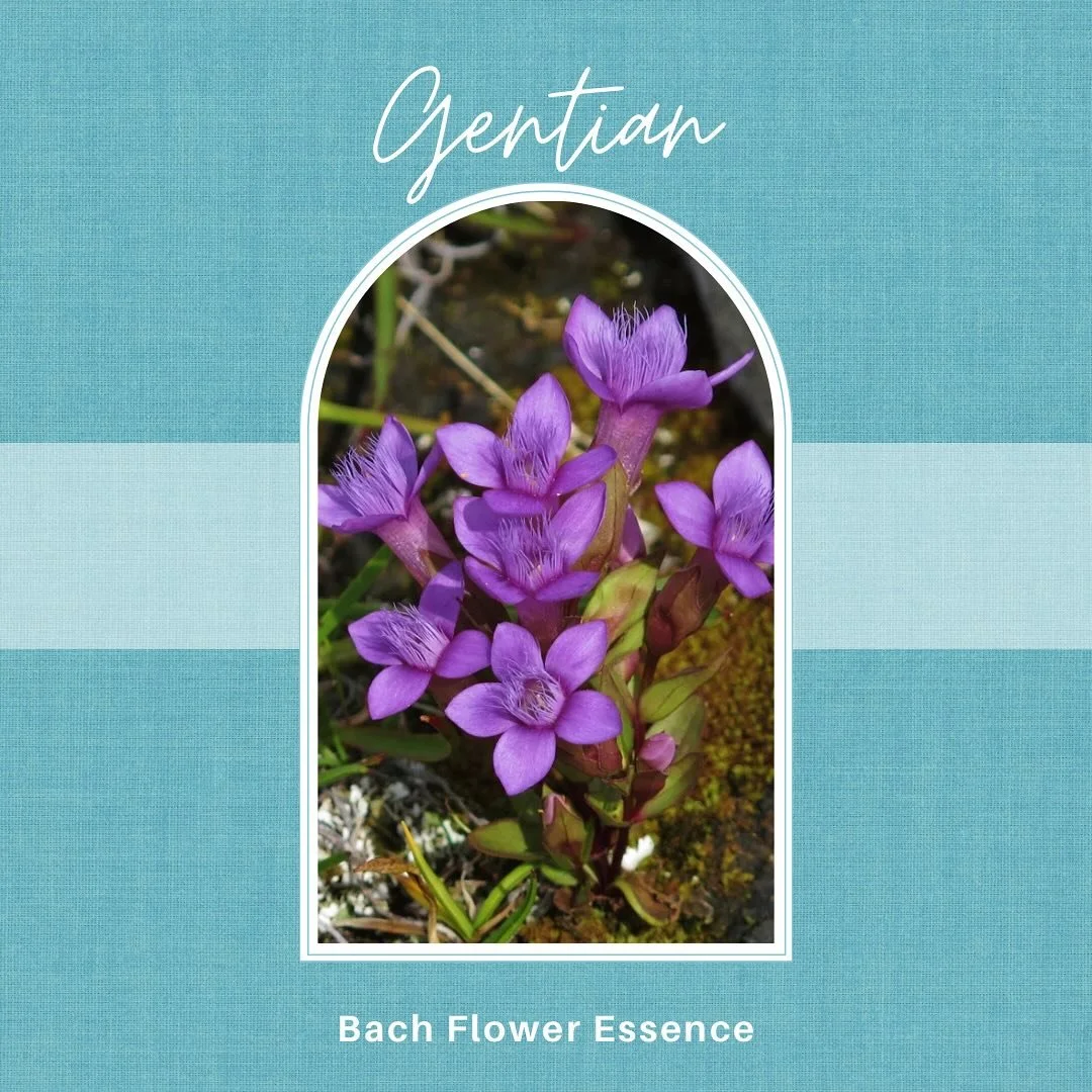 🌿 Bach Flower Essence: Gentian 🌿
Feeling discouraged by small setbacks? Struggling to stay positive when things don&rsquo;t go as planned? Gentian is here to gently lift your spirit. 💫
Gentian helps when doubt, disappointment, or a temporary obs