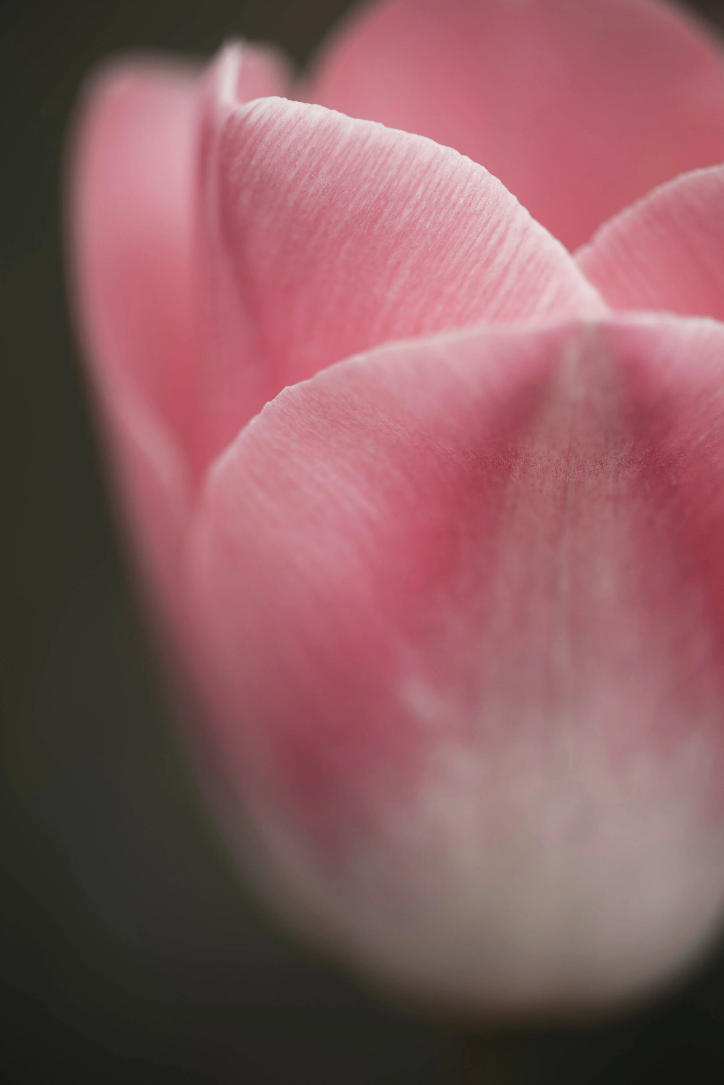 Tulips by the Ton Exeter — BlueHour Photo Ventures