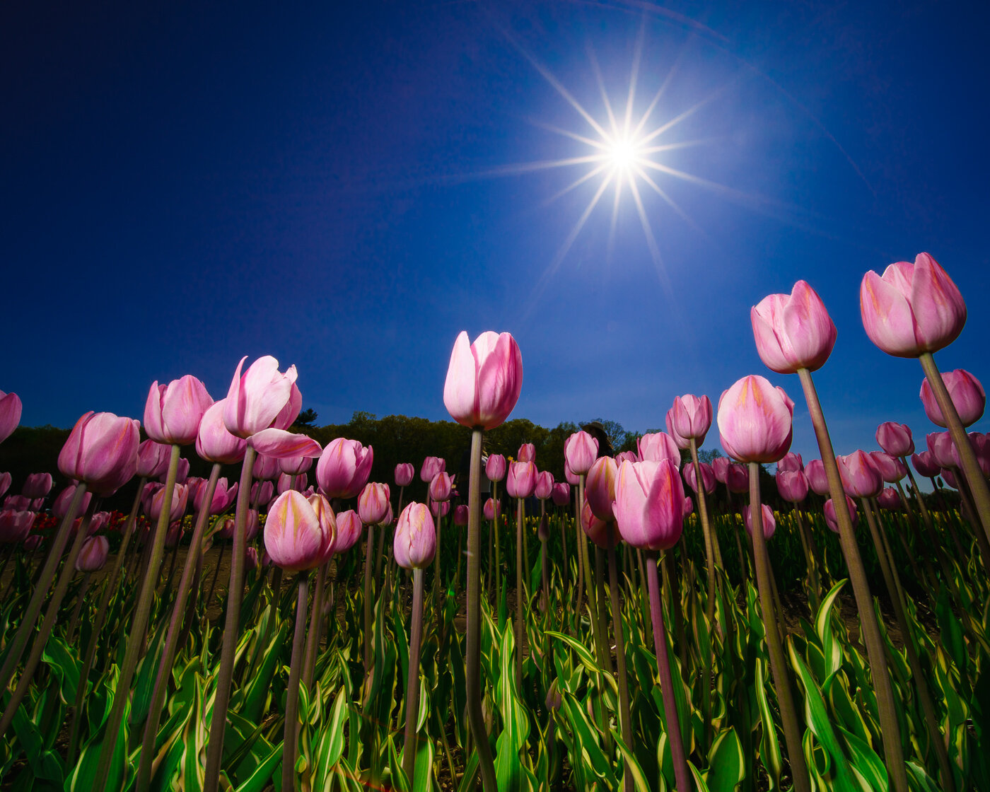 Tulips by the Ton Exeter — BlueHour Photo Ventures