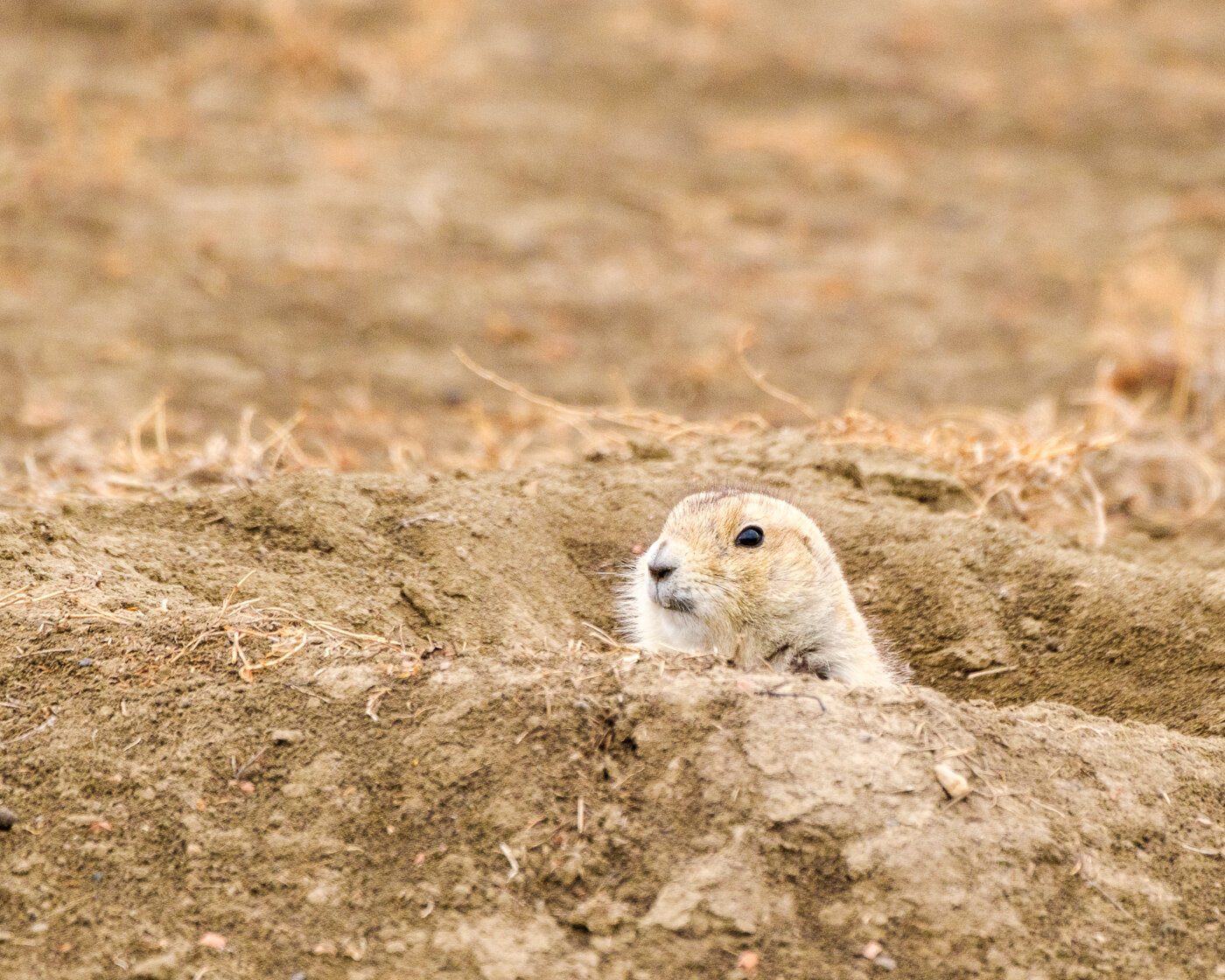 Prairie Dog Peek.jpg