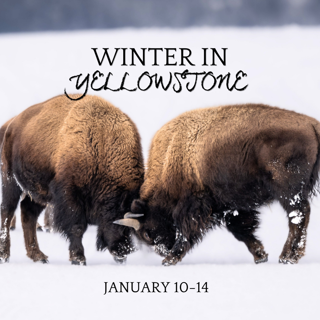 Yellowstone.png