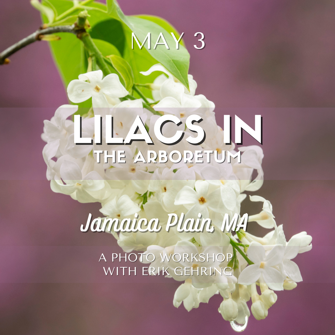Join Erik in the Arnold Arboretum for the famous lilac bloom and learn to make impactful images of these flowers.