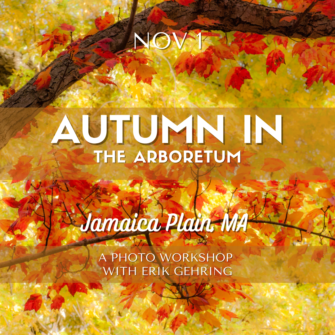 Join Erik in the Arnold Arboretum to photograph the famous fall foliage of New England in the Boston area.