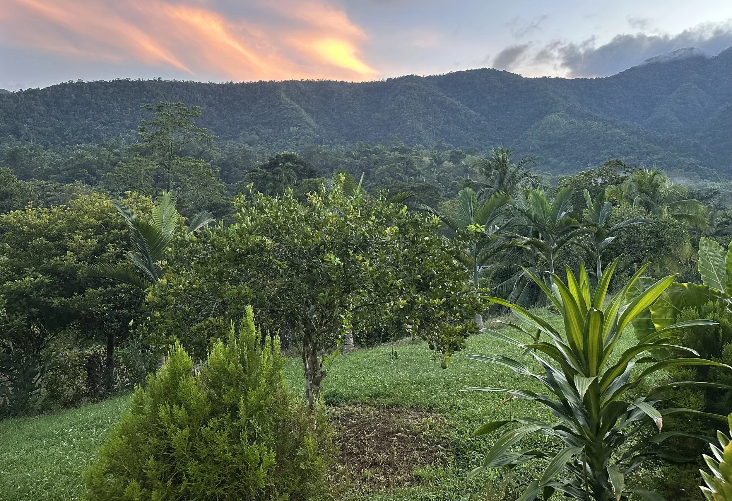 Lush green tropical garden with various plants and trees, mountain range in the background, and a colorful sunset sky with pink and orange clouds.