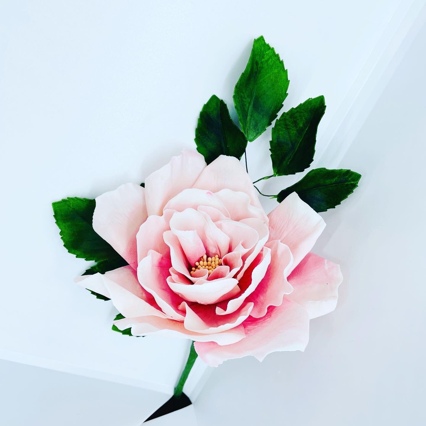 Wild Rose