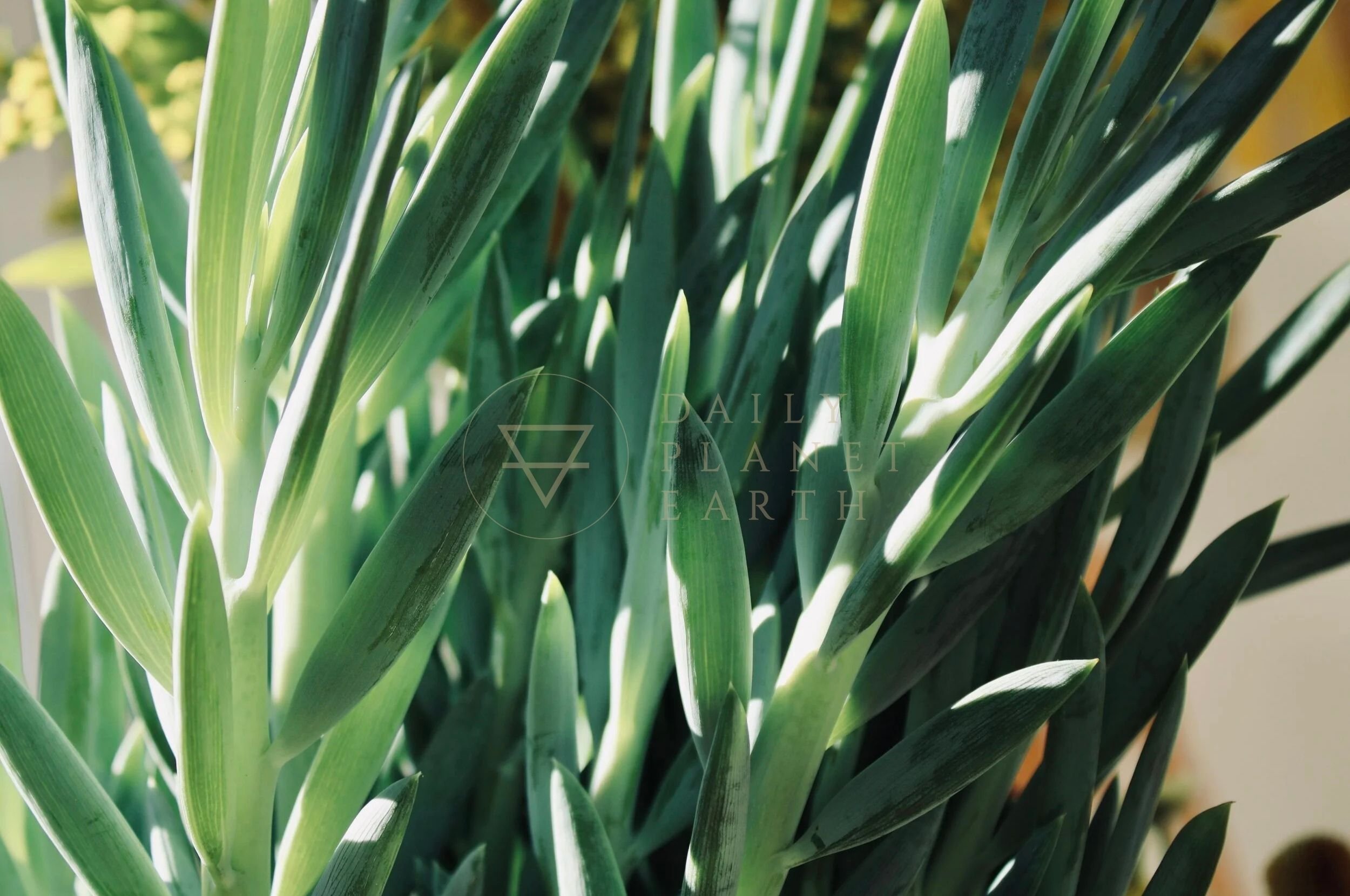 Green Plant, Feng Shui