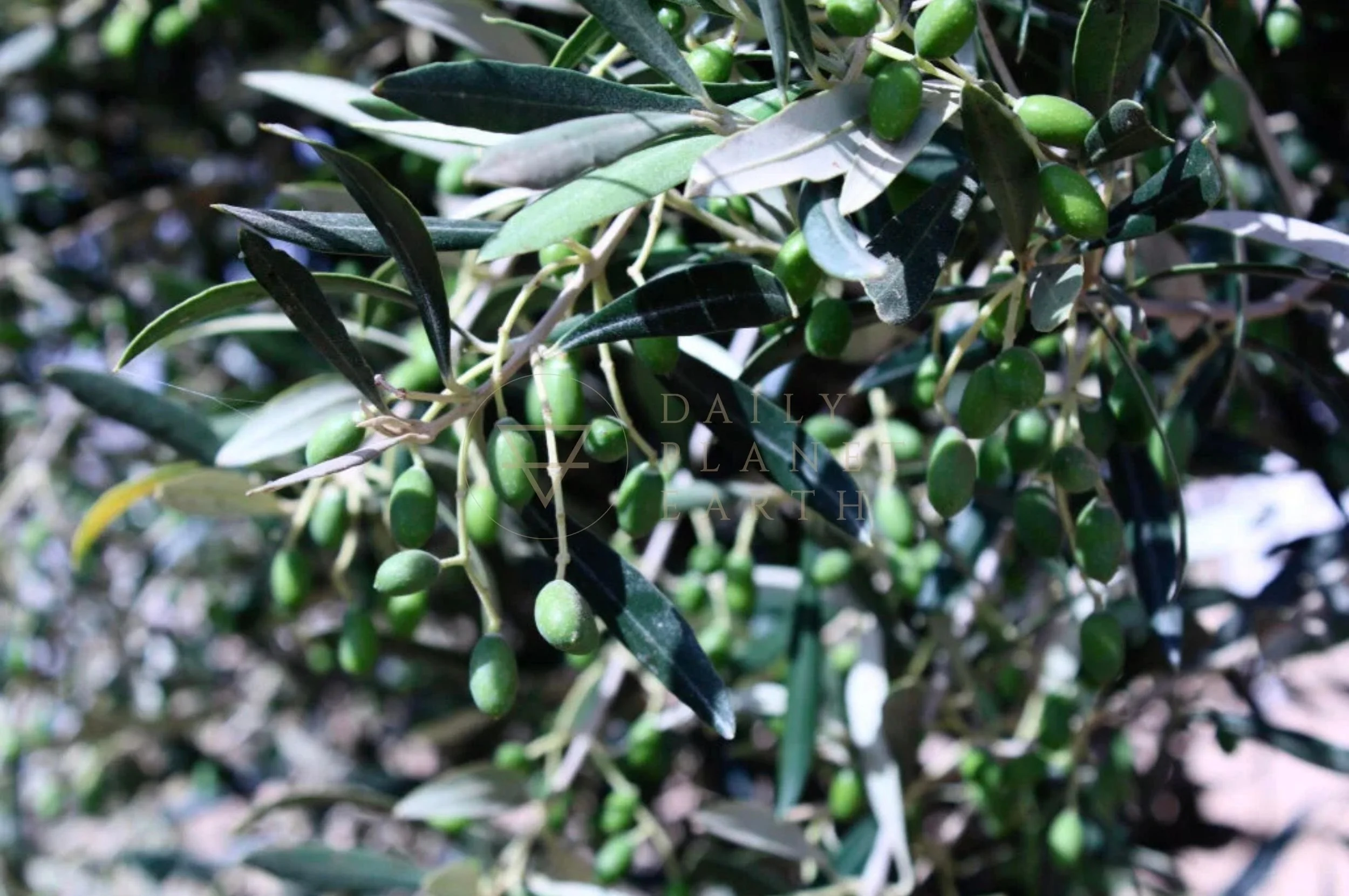 Olives for olive oil