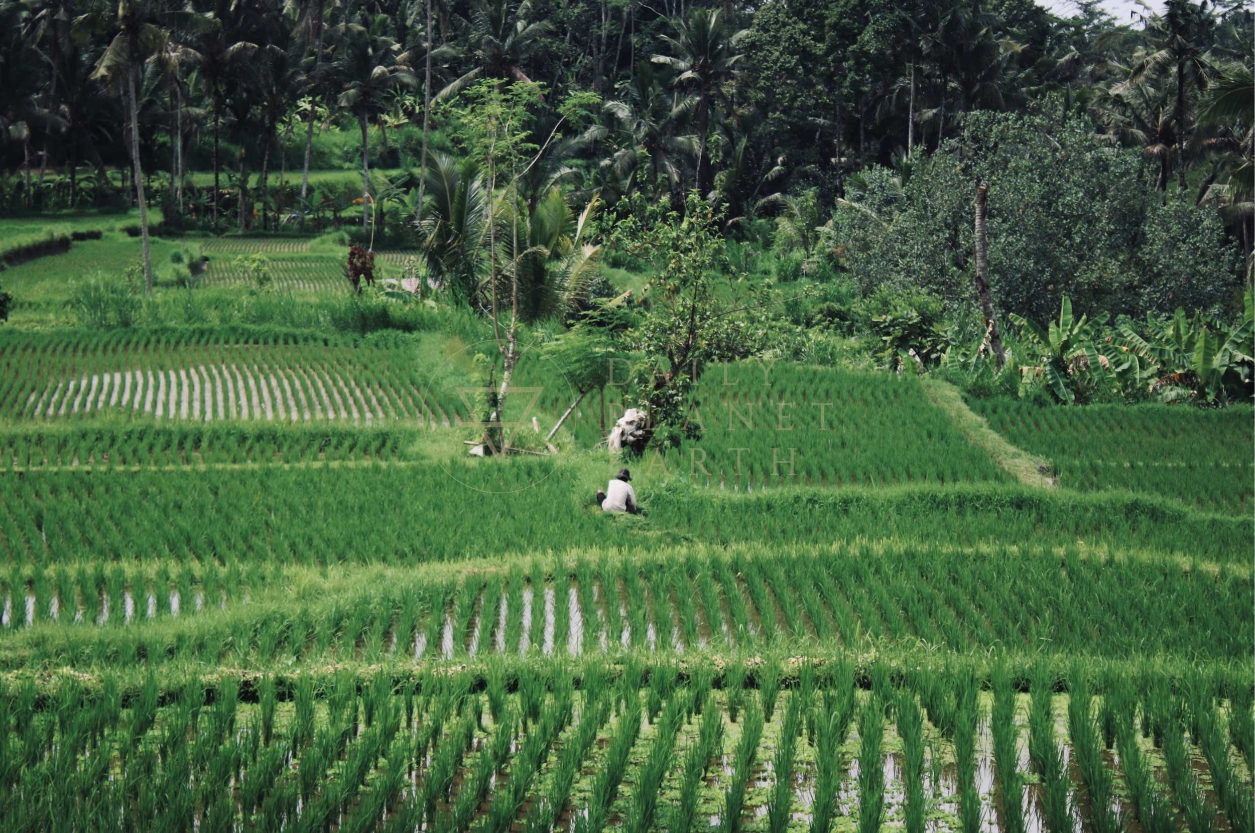 Ubud, Bali