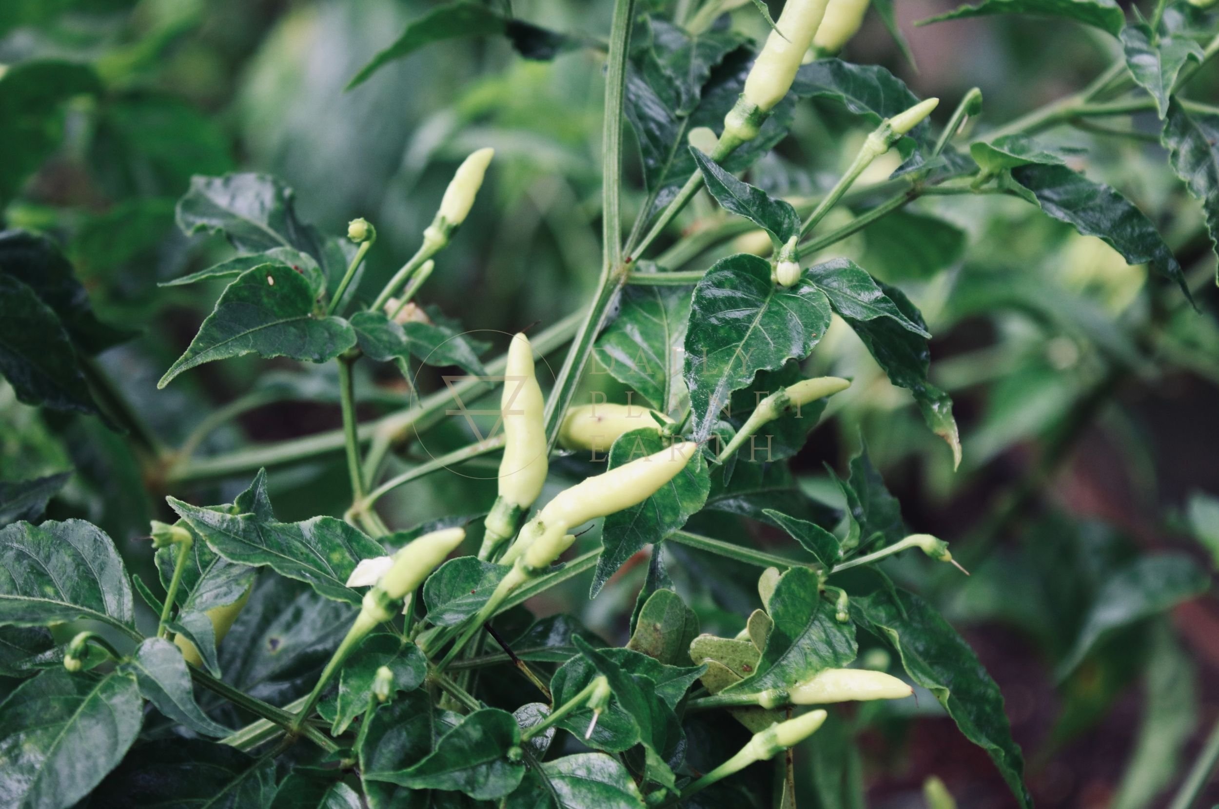 Lombok, Kuara Lombok Luxury Resort