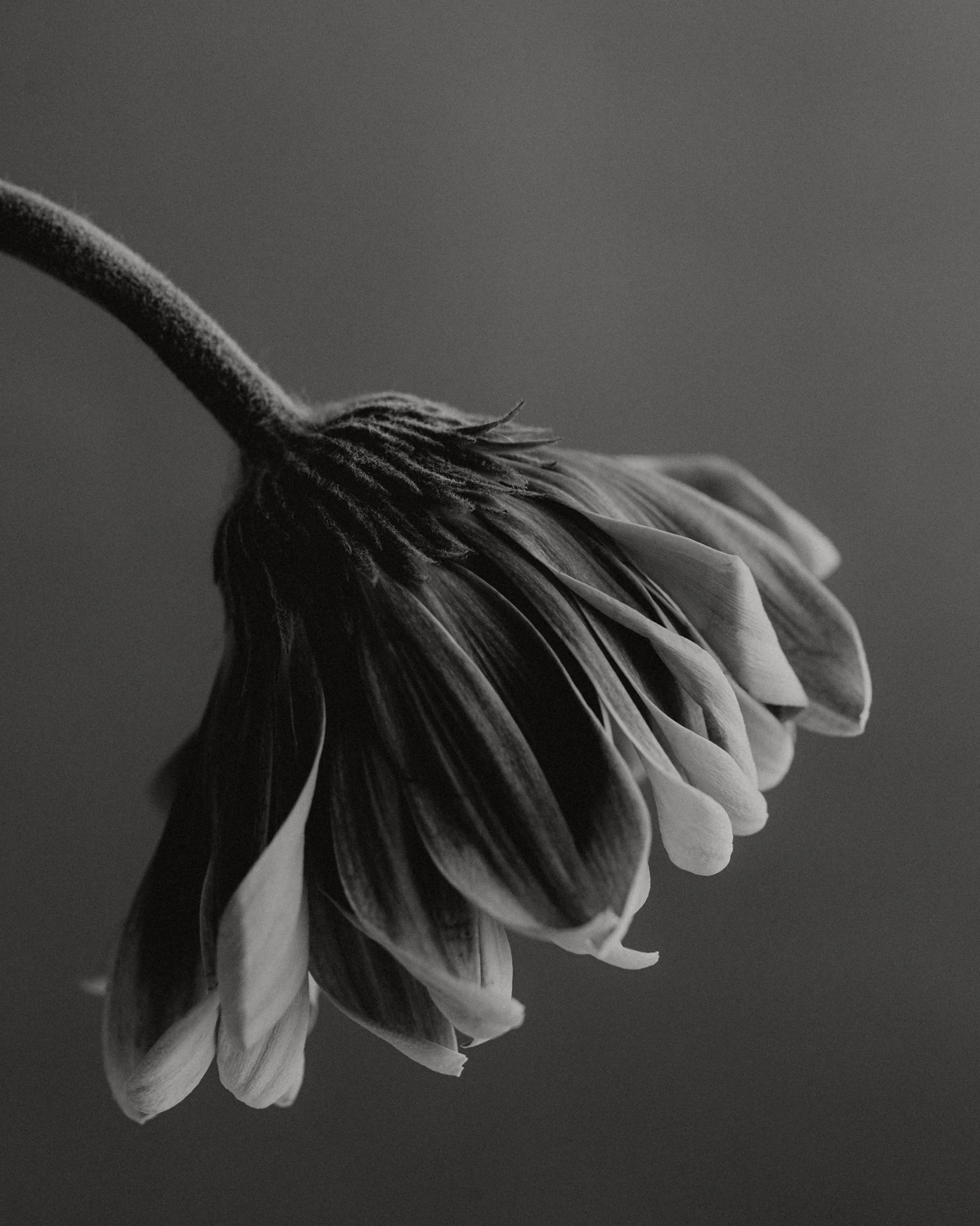 What analytics metrics do you have to follow for your e-Commerce?