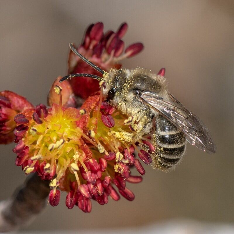 It's the first day of spring! Did you know, maple trees are an important source of pollen early in the spring for honeybees waking up from their hibernation. If you want to support your local bees, plant some maple trees! 🐝🌱