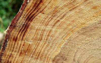 I'm sure that we all know the rings of a tree can tell us how old it is, but did you also know that the rings of a tree contain information about the climate from  hundreds, even thousands, of years ago? The light-colored rings represent wood that gr