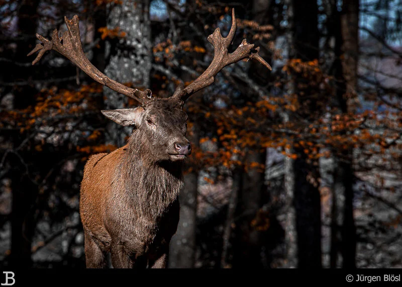 Deer - Game Reserve Laichingen - Germany