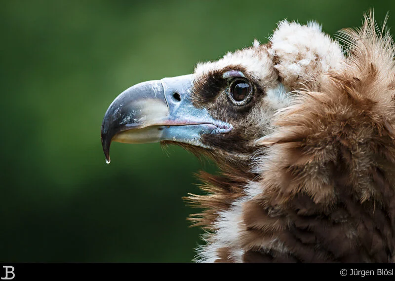 Geier im Wildpark Bad Mergentheim