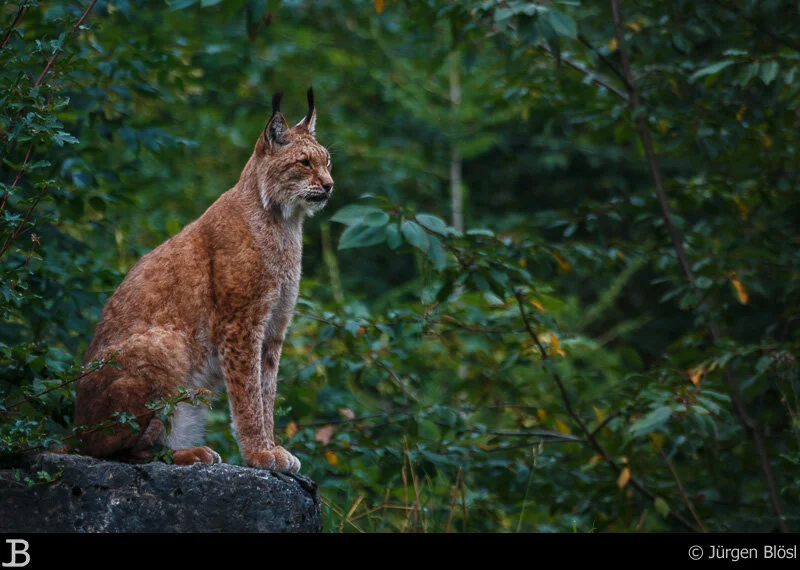 Wildpark Bad Mergentheim