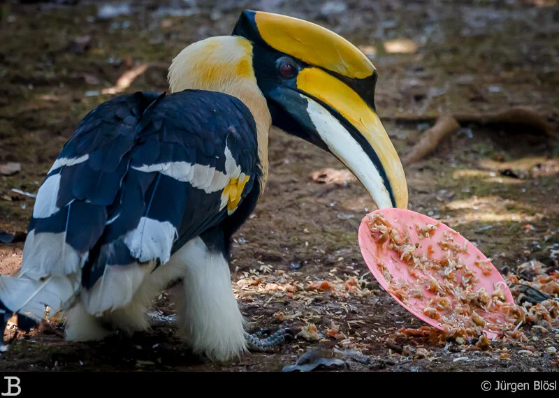 Hornbill - National Kandawgyi Botanical Garten - Pyin Oo Lwin - Myanmar