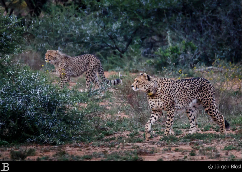 Pilanesberg National Park
