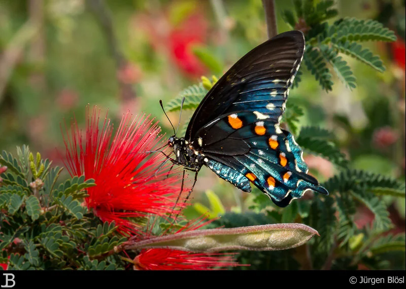 blue swallowtail - Arizona-Sonora Desert Museum - Tucson - Arizona - USA