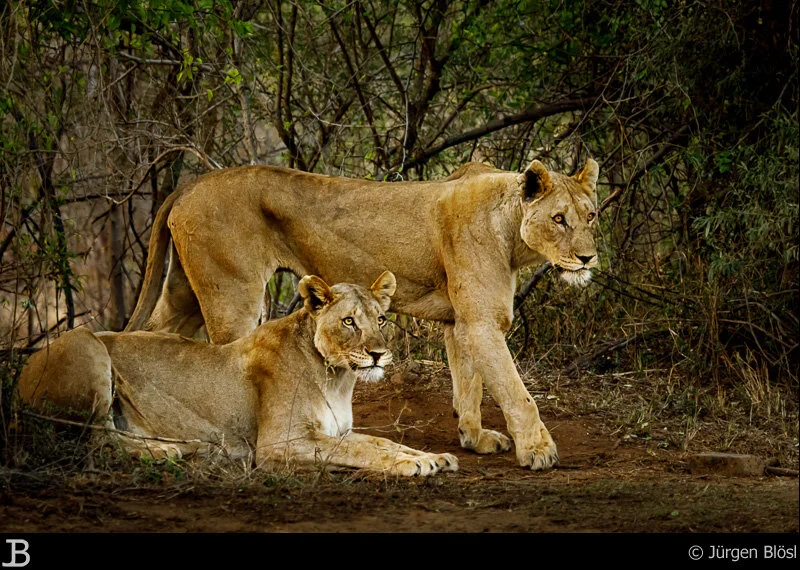 King of animals