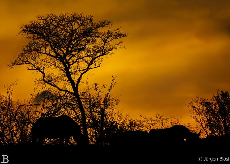 Pilanesberg National Park 2018