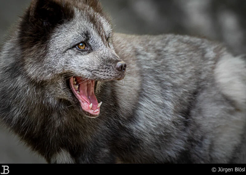Wildpark Bad Mergentheim