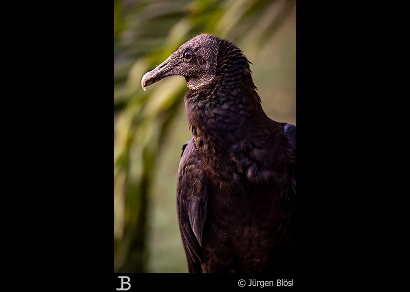 black vulture - in Cartagena de Indias - Columbia