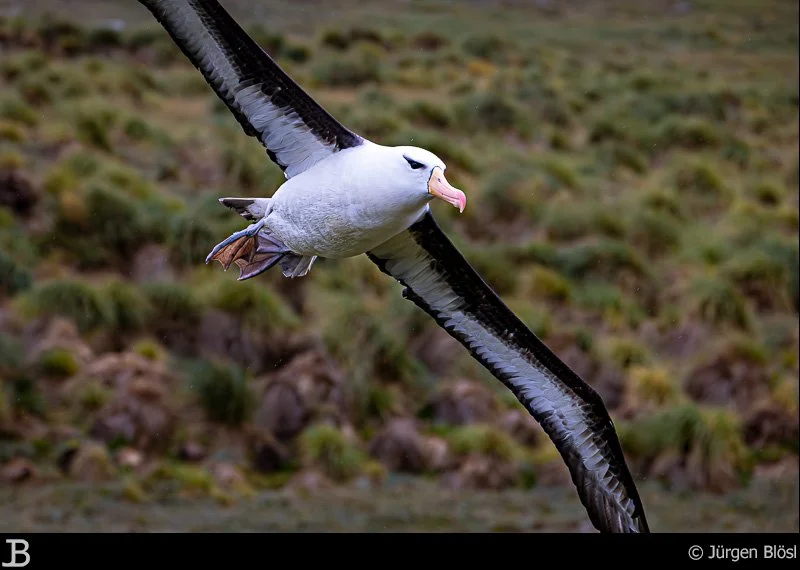 black-browed albatross - Westpoint Island - Falkland Islands