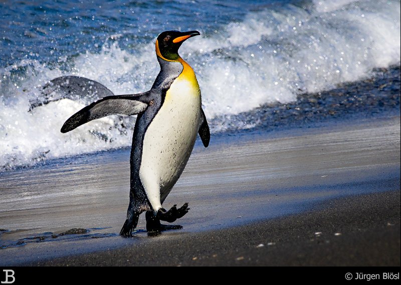 king penguin - Gold Harbour - South Georgia