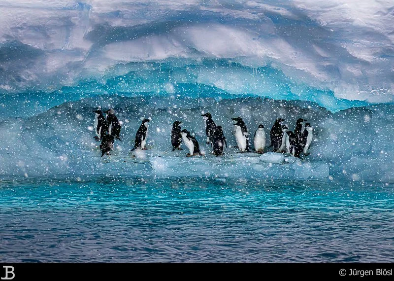 adelie penguin - Paulet Island - Antarctica