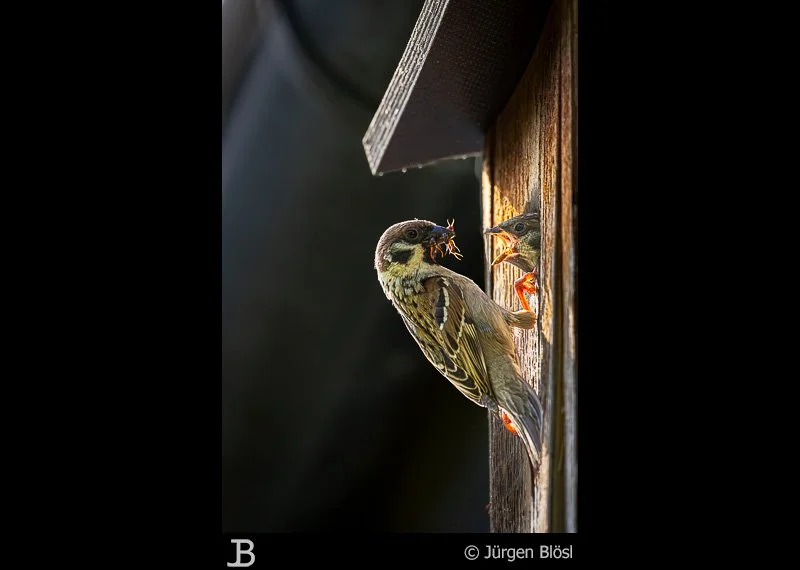 house sparrow - Öllingen - Germany