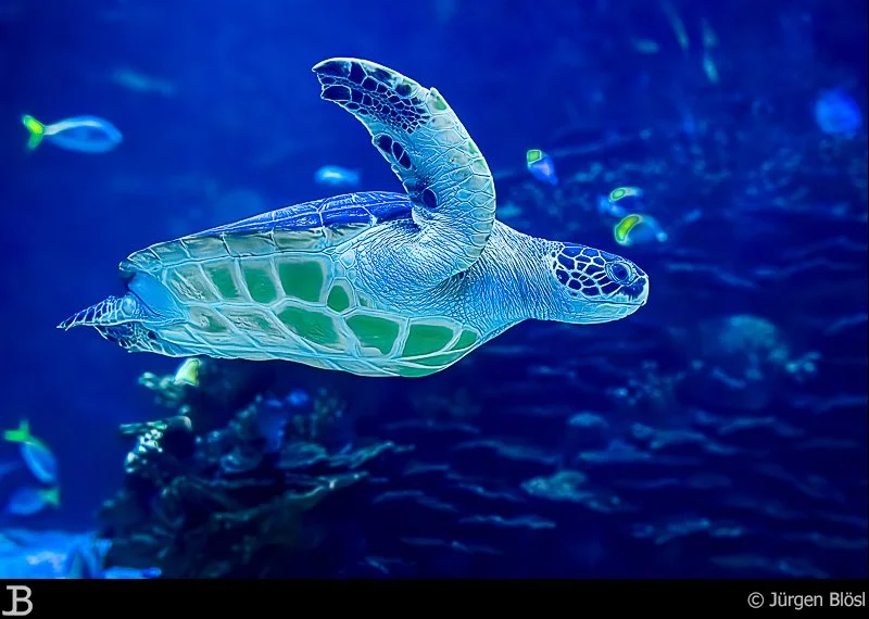 water turtle - L’Oceanografic - Valencia - Spain
