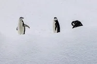 ANTARCTICA - 2026 - Icebergs and Penguins - Antarctic cruise with the HANSEATIC inspiration