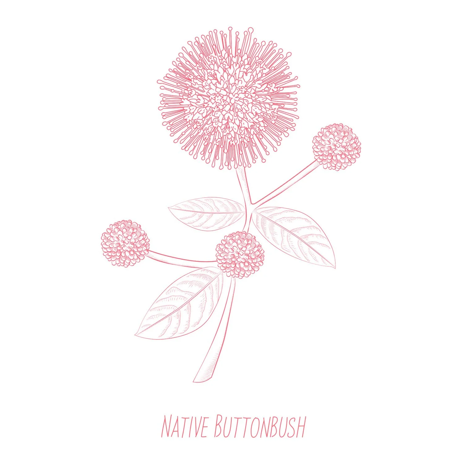 Hammond-Pink-Buttonbush-1500x1500 72dpi-image.psd.jpg