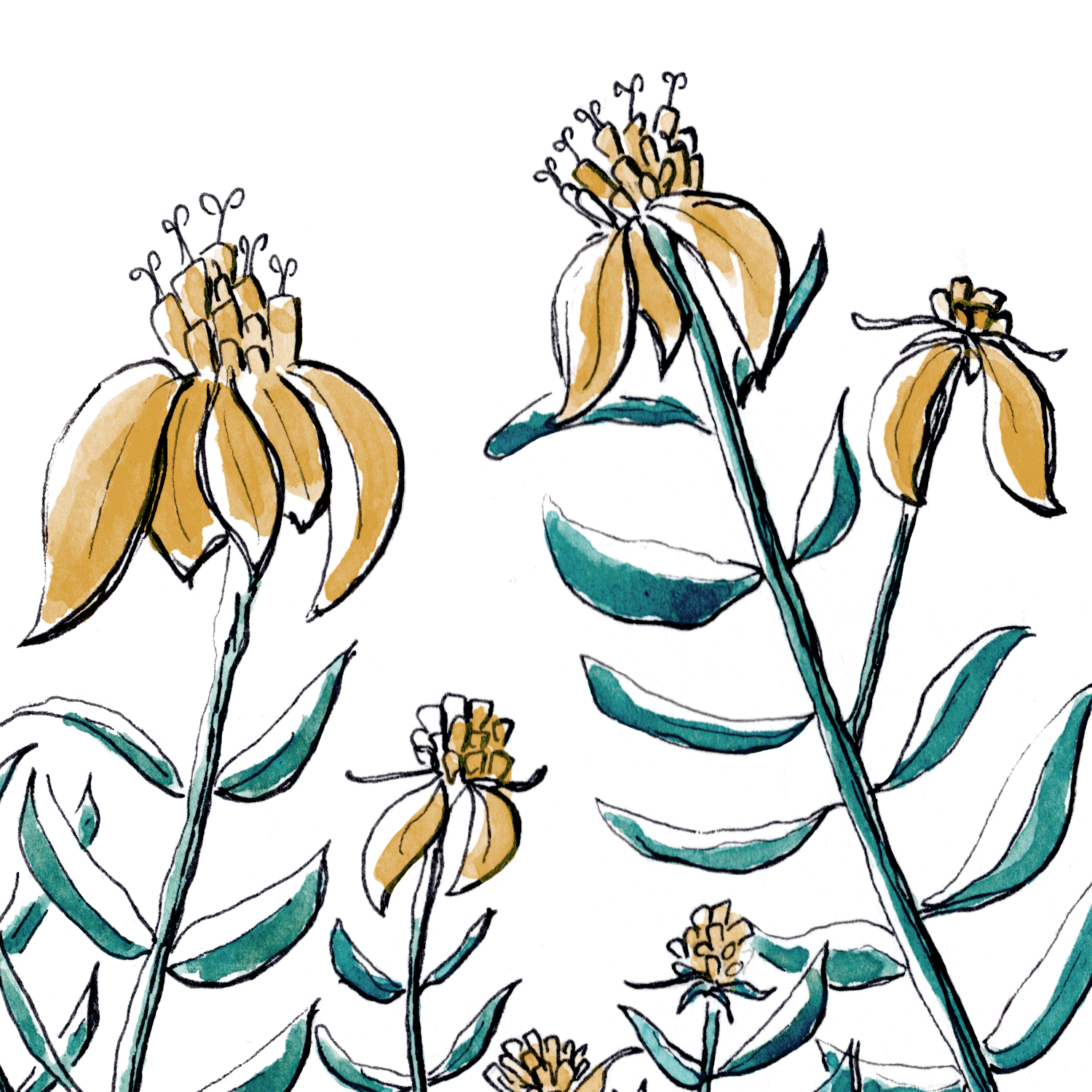 wingstem-detail.png