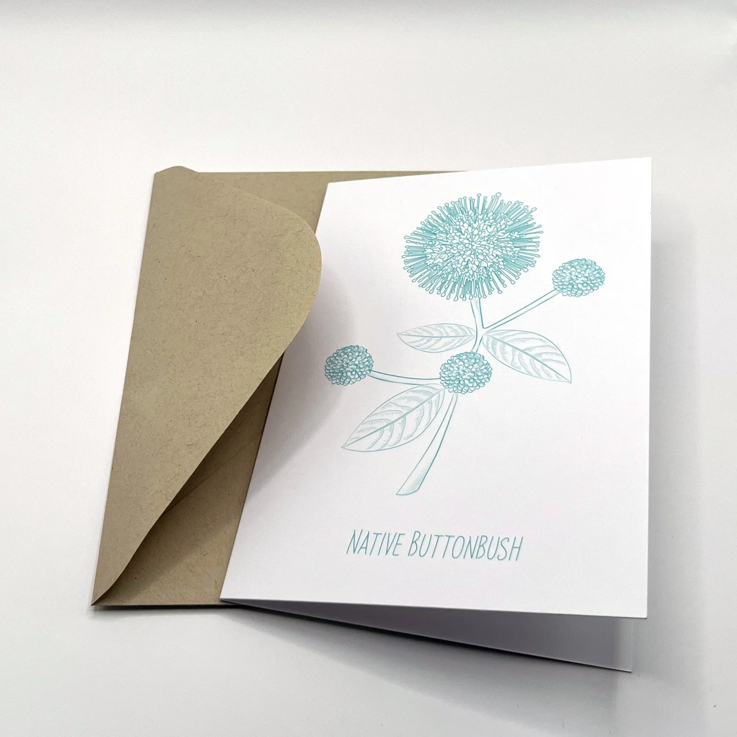 Native Buttonbush Cards (Set of 6)
