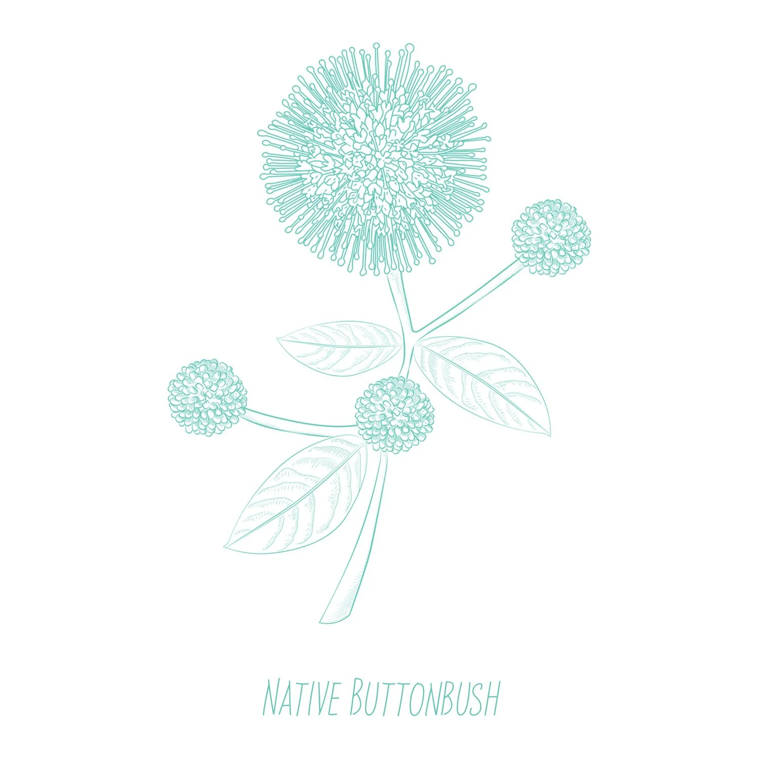 Hammond-Blue-Buttonbush-1500x1500 72dpi-image.psd.jpg