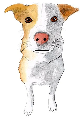A small yellow and white dog with a big pink nose, watercolor and ink.