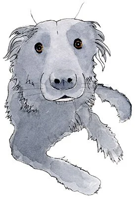 A labrador type dog drawn with ink and watercolor tinted blue, with big brown eyes.