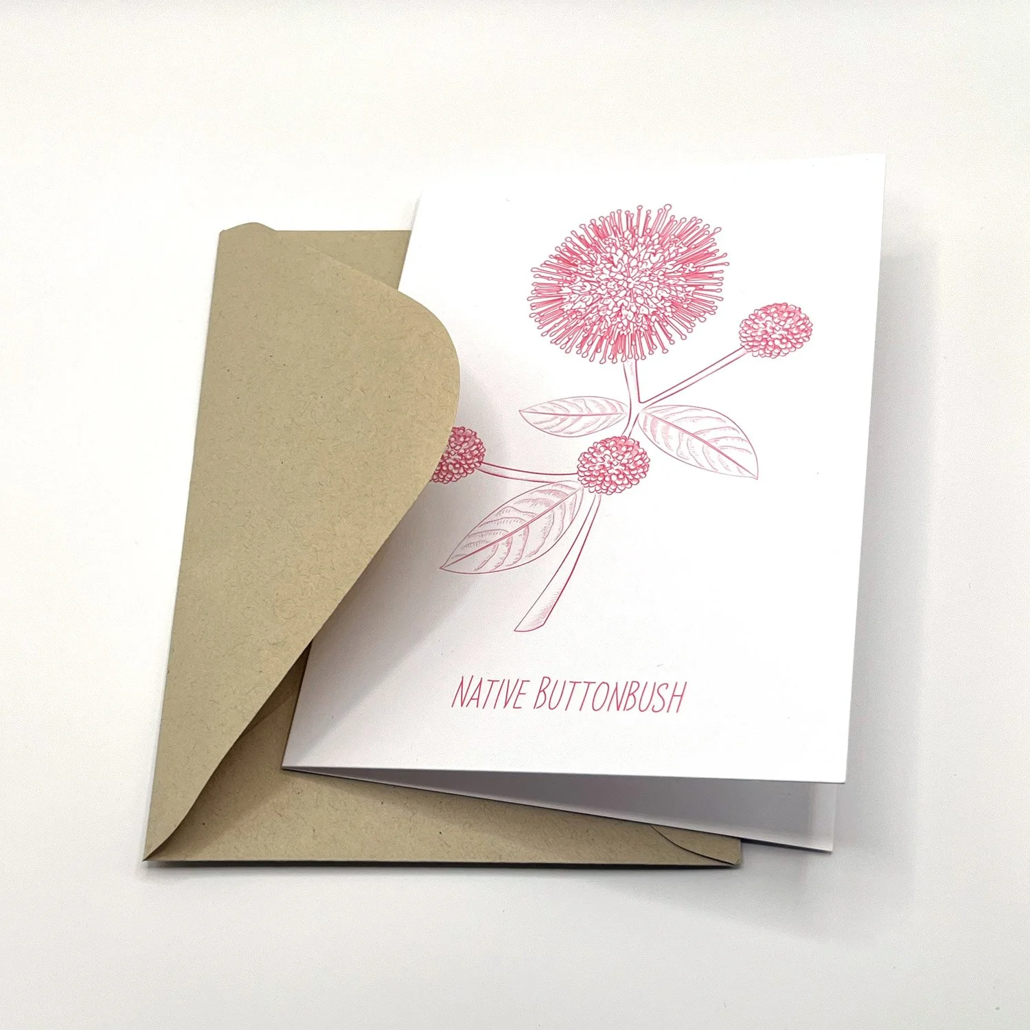 Buttonbush-1500x1500 72dpi-pink.jpg