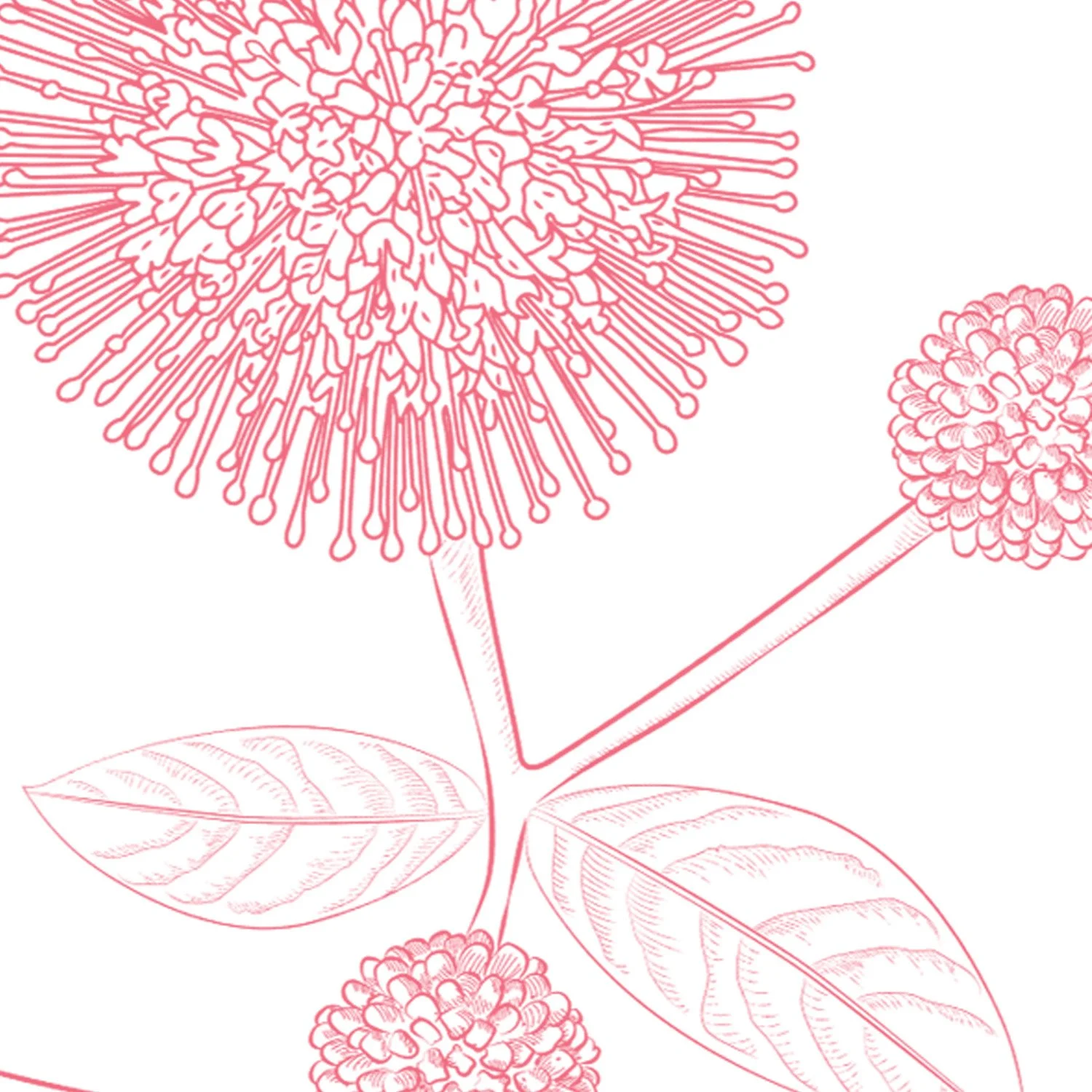 Hammond-Buttonbush-1500x1500 72dpi-closeup.jpg
