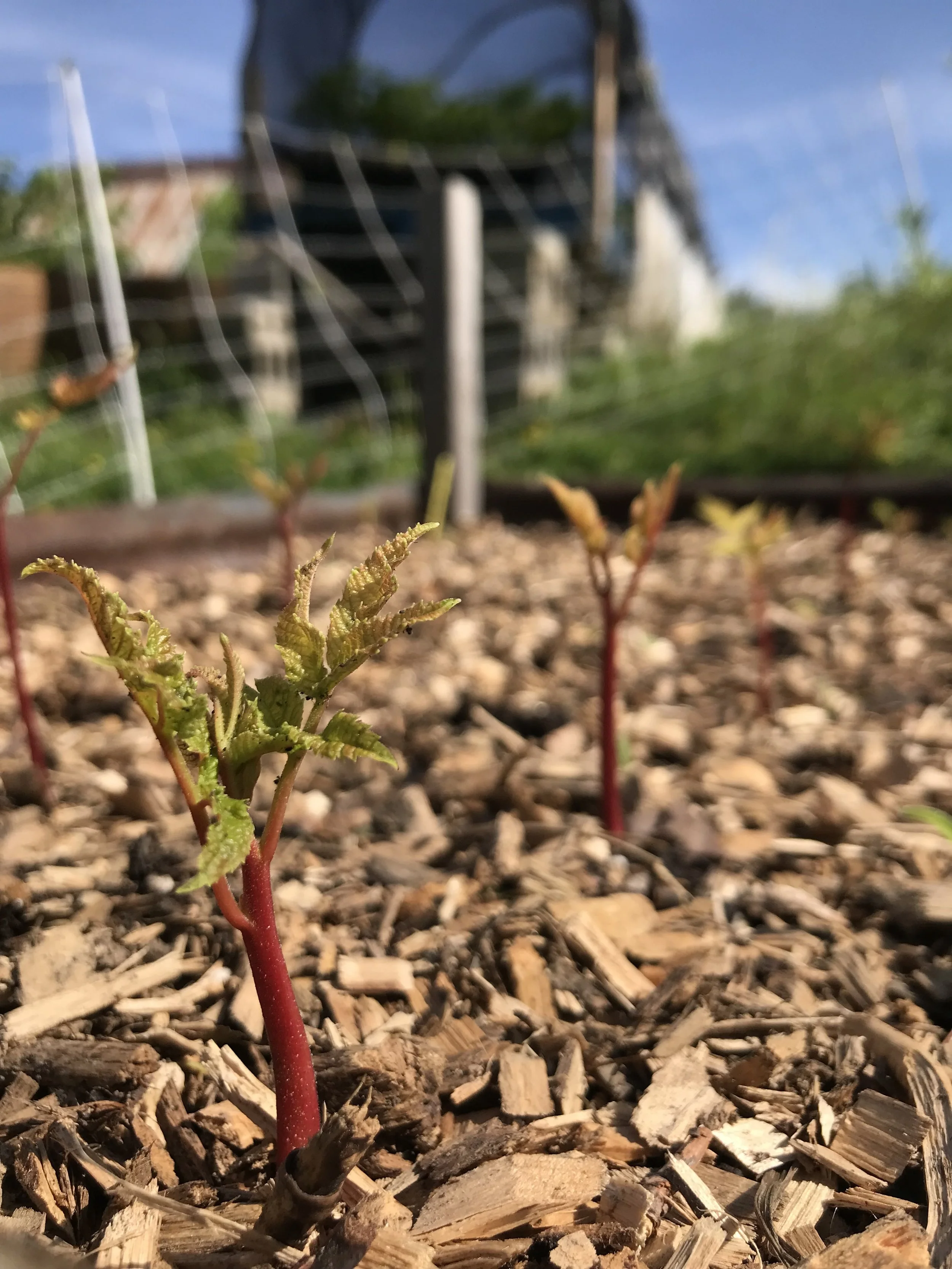 Honey Locust — Barred Owl Brook Farm