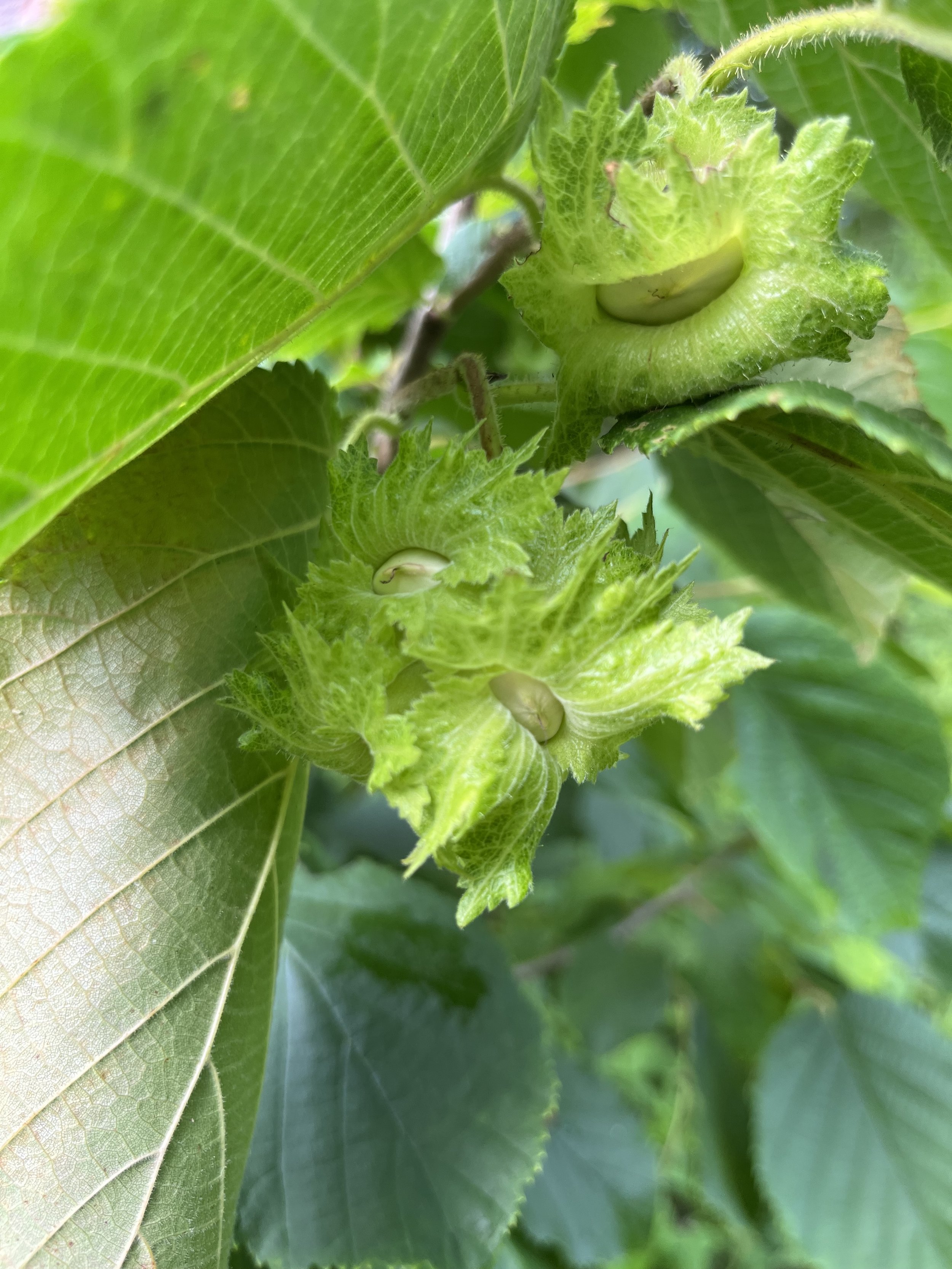 hazelseed1.jpg