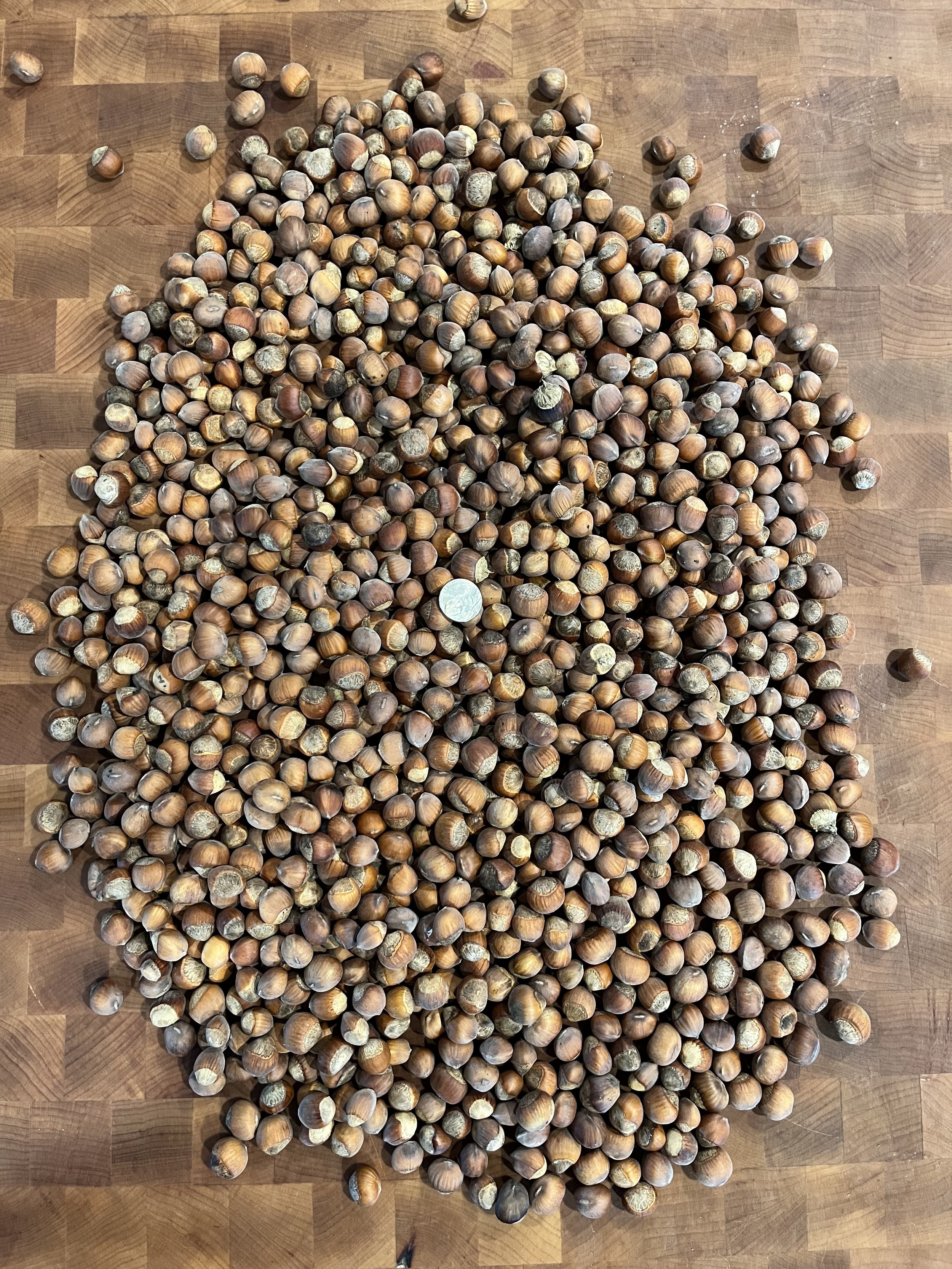 hazelseed2.jpg