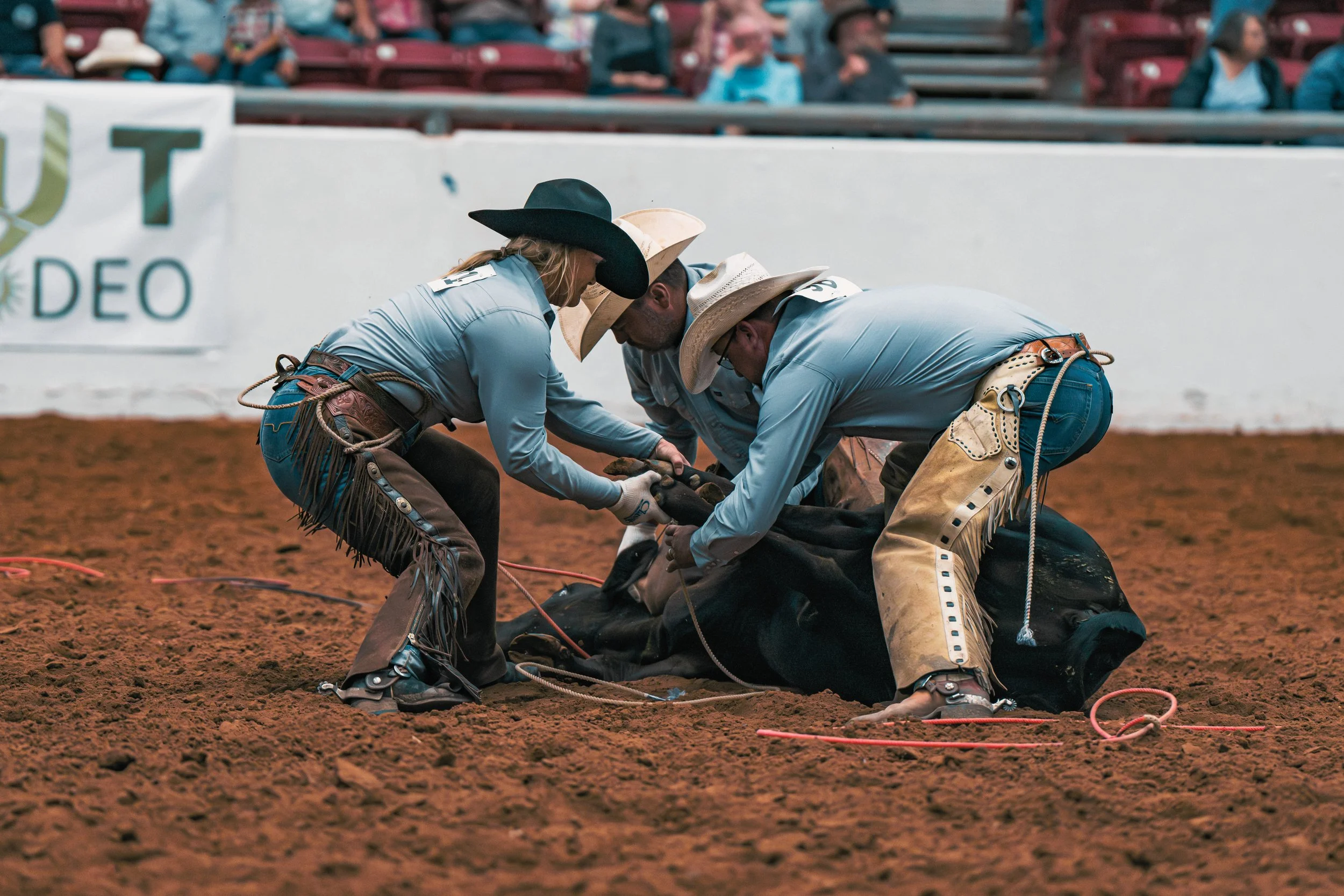 Three cowboys performing a medical procedure on a cow in an indoor arena, with spectators watching in the background.
