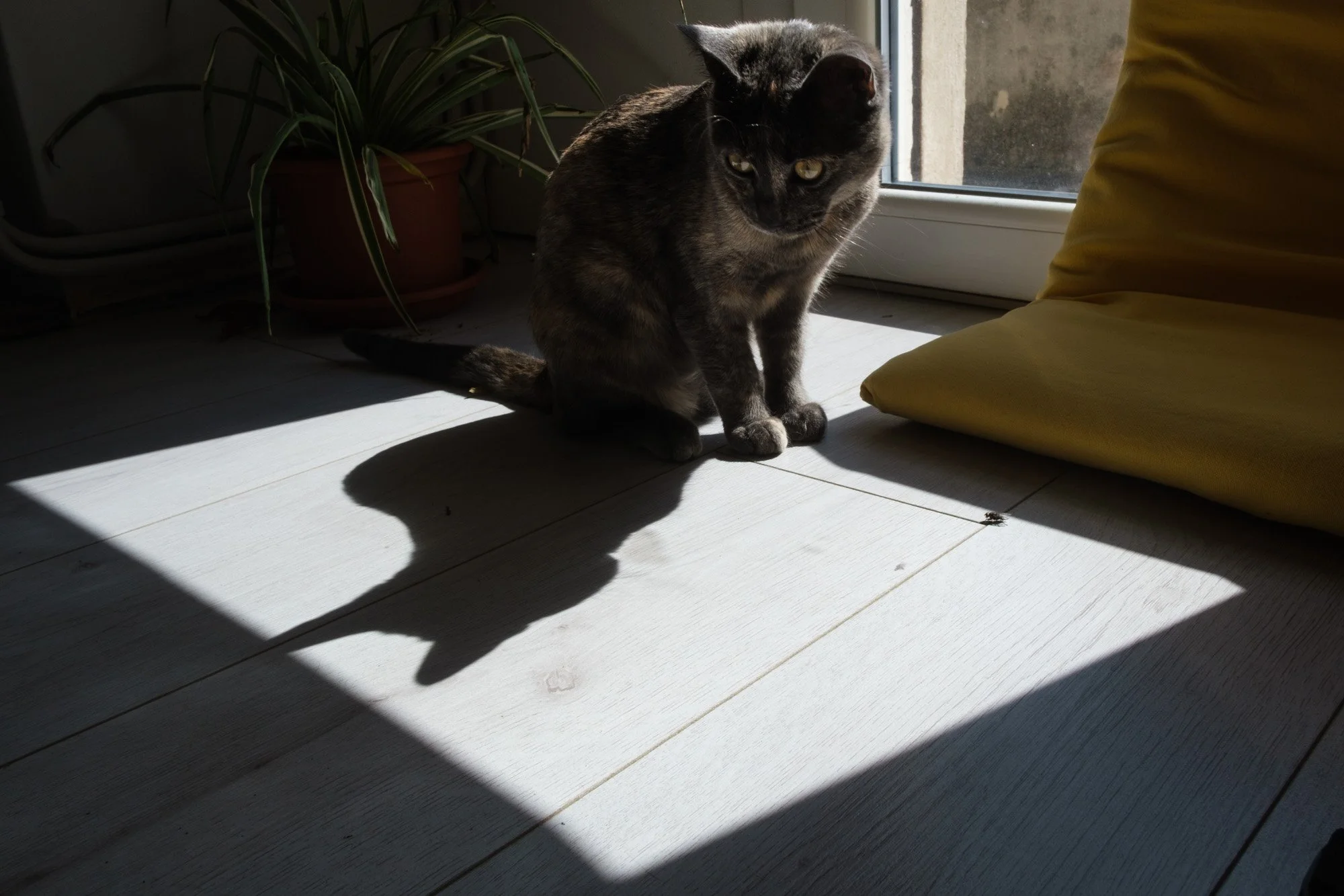 Gatto nella luce del sole sul pavimento — esercizio di osservazione fotografica