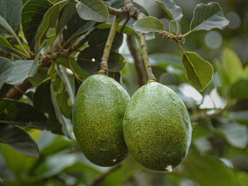 two green avocados on an avocado tree branch