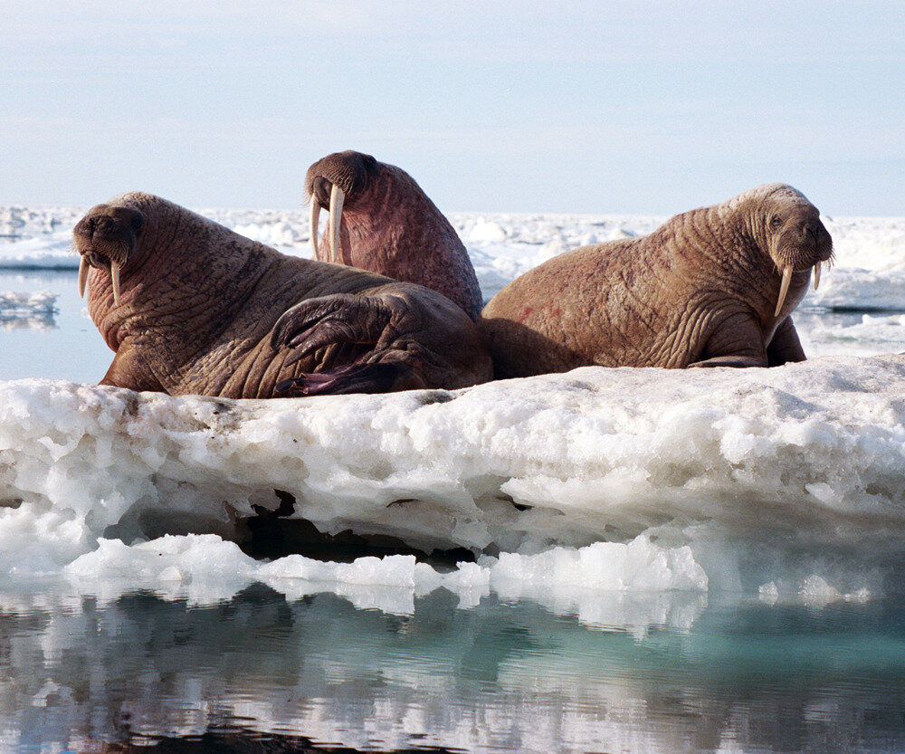 Three Walrus on Ice