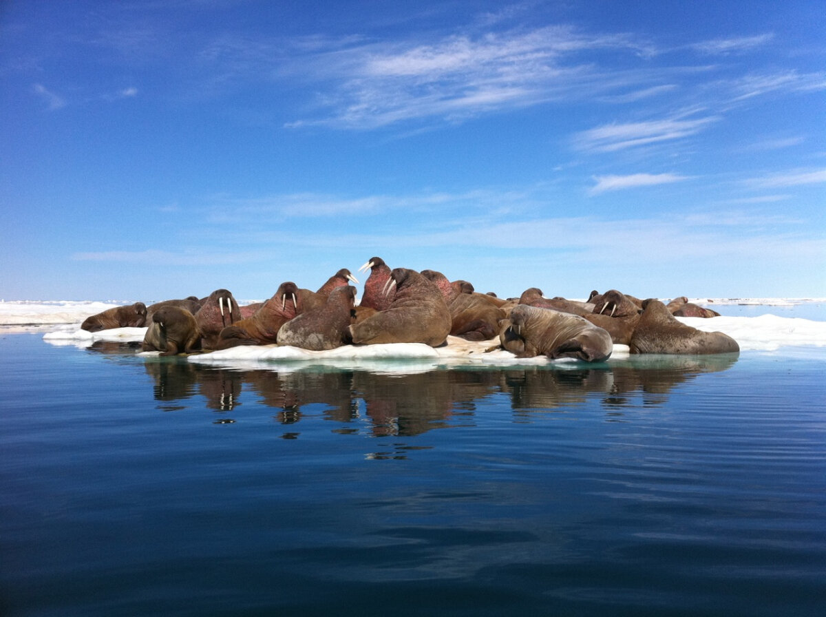 Walrus and Whale Safari